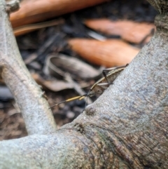 Poecilometis strigatus at Franklin, ACT - suppressed