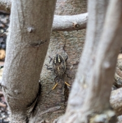 Poecilometis strigatus at Franklin, ACT - suppressed