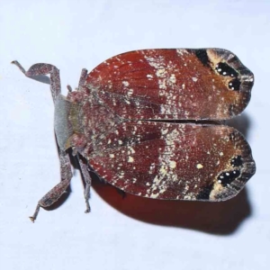 Platybrachys decemmacula at Turner, ACT - 1 Feb 2024