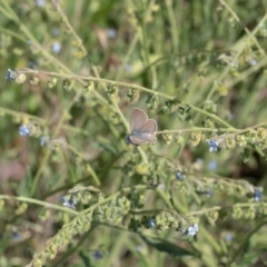 Zizina otis (Common Grass-Blue) at Lyons, ACT - 12 Dec 2016 by ran452