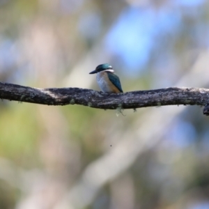 Todiramphus sanctus at Nunnock Swamp - 4 Feb 2024