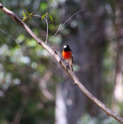 Petroica boodang (Scarlet Robin) at Tantawangalo, NSW - 3 Feb 2024 by MB