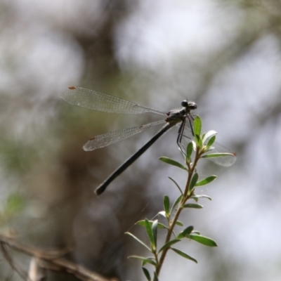Argiolestidae (family) (Flatwings) at Captains Flat, NSW - 4 Feb 2024 by Csteele4