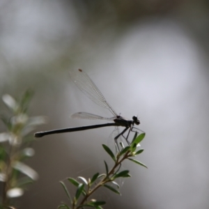 Argiolestidae (family) at QPRC LGA - 4 Feb 2024