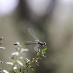 Argiolestidae (family) at QPRC LGA - 4 Feb 2024