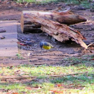 Eopsaltria australis (Eastern Yellow Robin) at Nunnock Grassland Walking Track - 2 Feb 2024 by MB