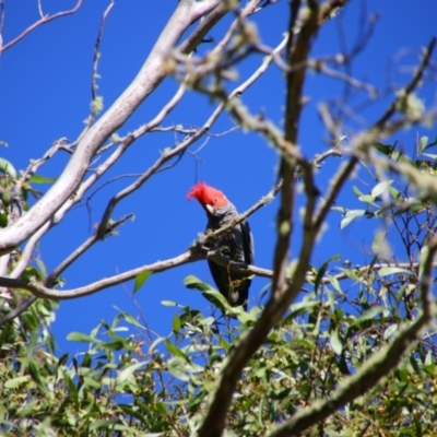 Callocephalon fimbriatum (Gang-gang Cockatoo) at Nunnock Grassland Walking Track - 2 Feb 2024 by MB