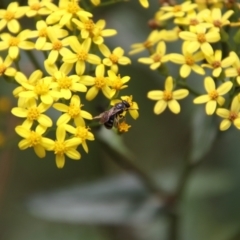 Lasioglossum (Chilalictus) sp. (genus & subgenus) at QPRC LGA - 4 Feb 2024