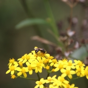 Lasioglossum (Chilalictus) sp. (genus & subgenus) at QPRC LGA - 4 Feb 2024