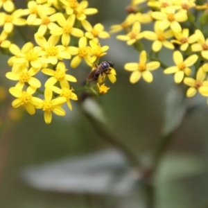 Lasioglossum (Chilalictus) sp. (genus & subgenus) at QPRC LGA - 4 Feb 2024