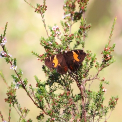 Tisiphone abeona (Varied Sword-grass Brown) at Nunnock Swamp - 4 Feb 2024 by MB