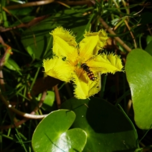 Nymphoides montana at Nunnock Swamp - 4 Feb 2024