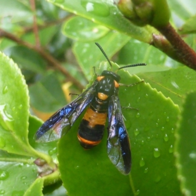 Pterygophorus cinctus (Bottlebrush sawfly) at Isaacs, ACT - 4 Feb 2024 by Mike