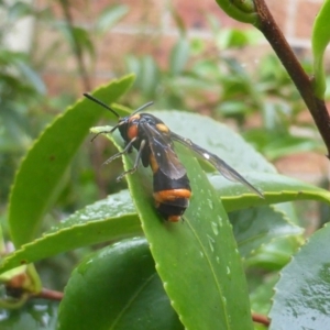 Pterygophorus cinctus at Isaacs, ACT - 5 Feb 2024