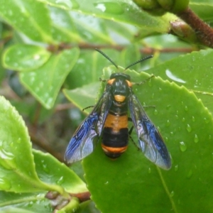 Pterygophorus cinctus at Isaacs, ACT - 5 Feb 2024