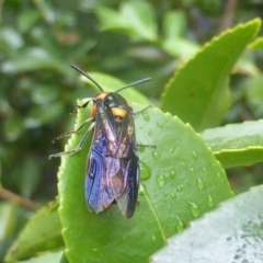 Pterygophorus cinctus at Isaacs, ACT - 5 Feb 2024