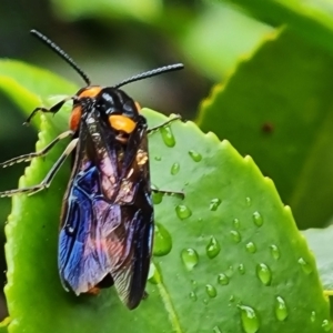 Pterygophorus cinctus at Isaacs, ACT - 5 Feb 2024