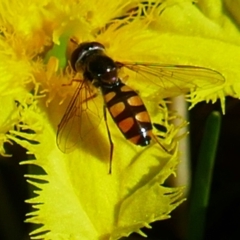 Melangyna viridiceps (Hover fly) at South East Forest National Park - 3 Feb 2024 by MB