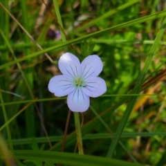 Geranium neglectum (Red-stemmed Cranesbill) at Nunnock Swamp - 4 Feb 2024 by MB