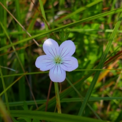 Geranium neglectum (Red-stemmed Cranesbill) at Nunnock Swamp - 4 Feb 2024 by MB