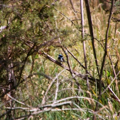 Malurus cyaneus (Superb Fairywren) at Nunnock Swamp - 3 Feb 2024 by MB