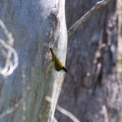 Melithreptus lunatus (White-naped Honeyeater) at South East Forest National Park - 3 Feb 2024 by MB