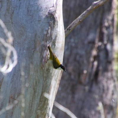 Melithreptus lunatus (White-naped Honeyeater) at Glen Allen, NSW - 3 Feb 2024 by MB