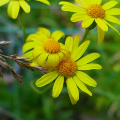 Senecio (genus) (A Fireweed) at South East Forest National Park - 3 Feb 2024 by MB