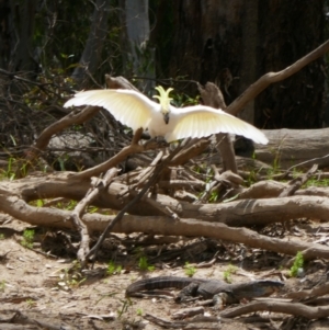 Cacatua galerita at Kyalite, NSW - 30 Nov 2023