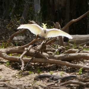 Cacatua galerita (Sulphur-crested Cockatoo) at Kyalite, NSW by MB