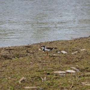 Charadrius melanops at Balranald, NSW - 1 Dec 2023