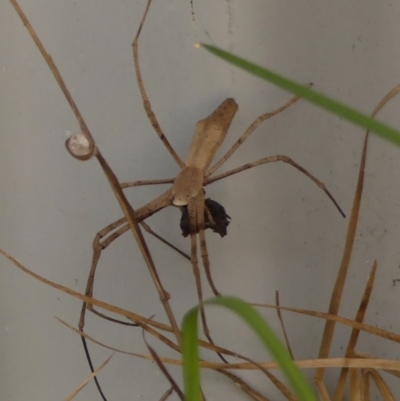 Asianopis subrufa (Rufous net-casting spider) at Braemar, NSW - 3 Feb 2024 by Curiosity