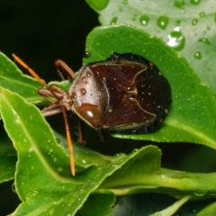 Musgraveia sulciventris (Bronze Orange Bug) at Downer, ACT - 4 Feb 2024 by RobertD