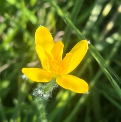 Hypoxis hygrometrica (Golden Weather-grass) at QPRC LGA - 1 Feb 2024 by Lyn370