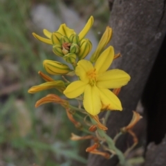 Bulbine bulbosa (Golden Lily) at Bonner, ACT - 4 Nov 2023 by michaelb