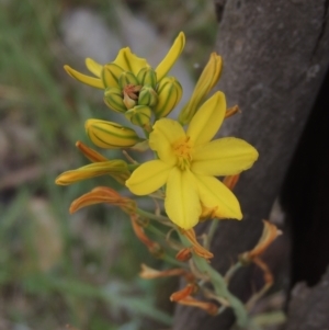 Bulbine bulbosa at Mulligans Flat - 4 Nov 2023