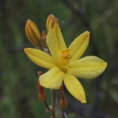 Bulbine bulbosa at Mulligans Flat - 4 Nov 2023