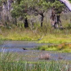 Ardea pacifica (White-necked Heron) at South East Forest National Park - 3 Feb 2024 by MB