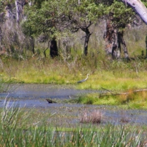 Ardea pacifica at Nunnock Swamp - 3 Feb 2024