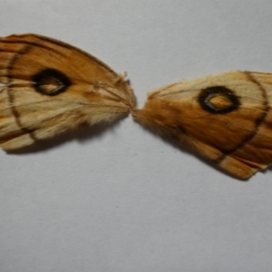 Opodiphthera eucalypti at QPRC LGA - 30 Jan 2024