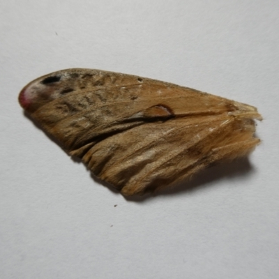 Opodiphthera (genus) (A gum moth) at QPRC LGA - 30 Jan 2024 by arjay
