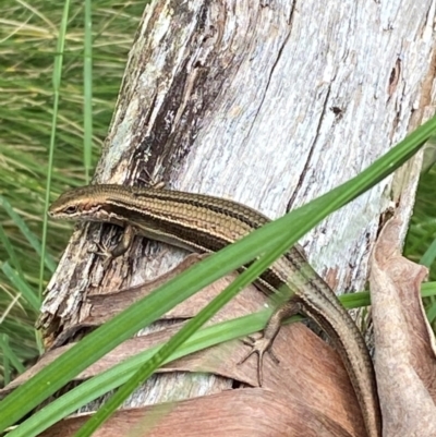 Pseudemoia pagenstecheri (Grassland Tussock-skink) at Barrington Tops National Park - 19 Dec 2023 by Tapirlord