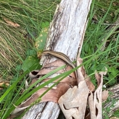 Pseudemoia pagenstecheri at Barrington Tops National Park - 19 Dec 2023