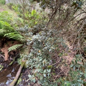 Elaeocarpus holopetalus at Barrington Tops National Park - 19 Dec 2023