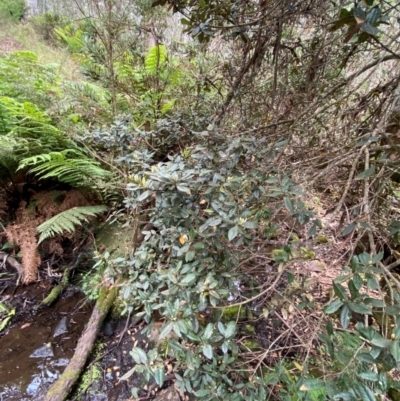 Elaeocarpus holopetalus (Black Olive Berry) at Barrington Tops National Park - 19 Dec 2023 by Tapirlord