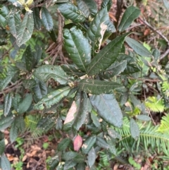 Elaeocarpus holopetalus at Barrington Tops National Park - 19 Dec 2023