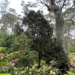 Elaeocarpus holopetalus at Barrington Tops National Park - 19 Dec 2023 12:54 PM