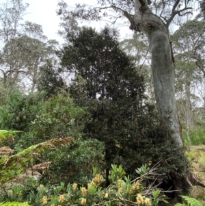 Elaeocarpus holopetalus at Barrington Tops National Park - 19 Dec 2023