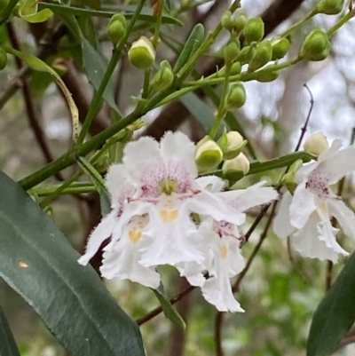 Prostanthera lasianthos (Victorian Christmas Bush) at Moonan Brook, NSW - 19 Dec 2023 by Tapirlord