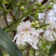 Prostanthera lasianthos (Victorian Christmas Bush) at Moonan Brook, NSW - 19 Dec 2023 by Tapirlord